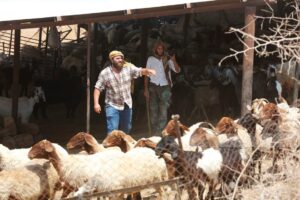 مستعمرون يسرقون ويقتلون عشرات رؤوس الأغنام في الأغوار الشمالية